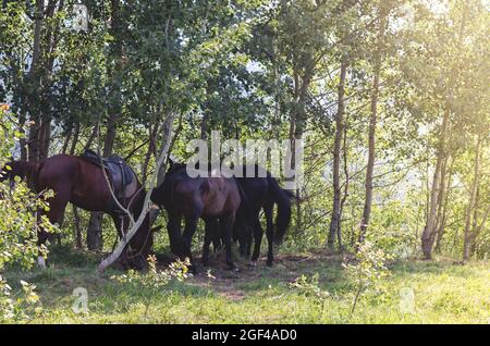 Pferde grasen im Schatten der Bäume. Herde von Schlittenpferden Stockfoto