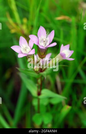 Chiltern gentian, Deutsche Fränkisch, Deutscher Kranzenzian, Wettstein-tárnicska, Gentiana germanica, Alpen, Europa Stockfoto