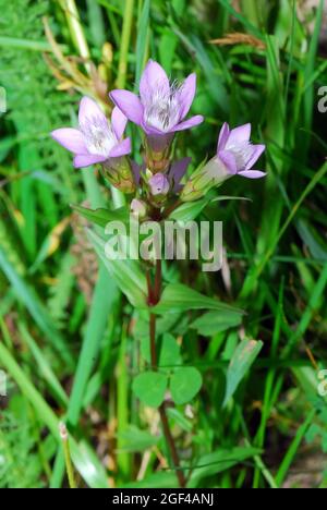Chiltern gentian, Deutsche Fränkisch, Deutscher Kranzenzian, Wettstein-tárnicska, Gentiana germanica, Alpen, Europa Stockfoto