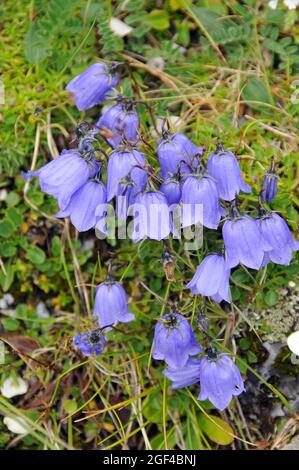 Ohrblättriger Glockenblume, Zwerg-Glockenblume, Campanula cochlearifolia, törpe harangvirág, Alpen, Europa Stockfoto