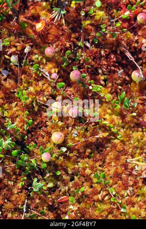 Kleine Preiselbeere, Moorbeere, Moorbeere, Sumpfranbeere, Gewöhnliche Moosbeere, Oxycoccus palustris, tőzegáfonya, Estland, Europa Stockfoto