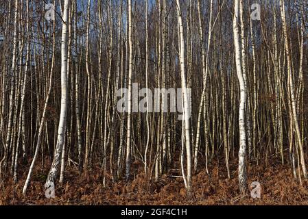 Birkenholz, Wald von Rambouillet, regionaler Naturpark Haute Vallee de Chevreuse, Departement Yvelines, Region Ile de France, Frankreich,