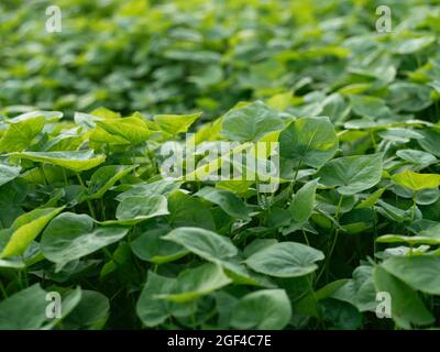 Buchweizen als Gründünger und decken Ernte Stockfoto