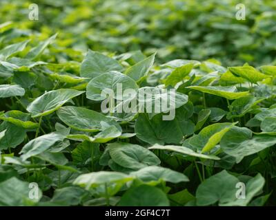 Buchweizen als Gründünger und decken Ernte Stockfoto