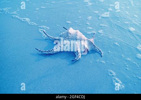 Pop Art Style Blau gefärbte Chiragra Spider Conch Shell isoliert am Sandstrand mit Meeresschaum Stockfoto