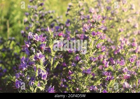 Heilkräuter Blaue Meliferblüten-Blaublüter (Echium vulgare) auf der Wiese. Warmes Abendlicht der Sonne. Nahaufnahme. Stockfoto