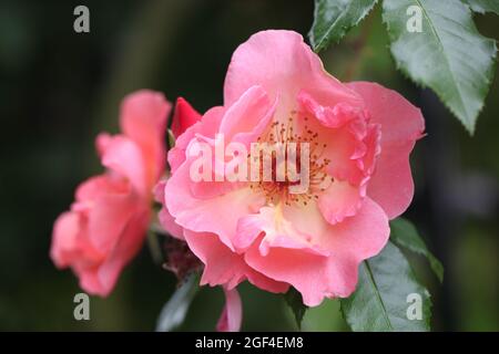 Nahaufnahme von duftendem Coral-Pink , „Summer Wine“ Kletterrose / Rosa Stockfoto