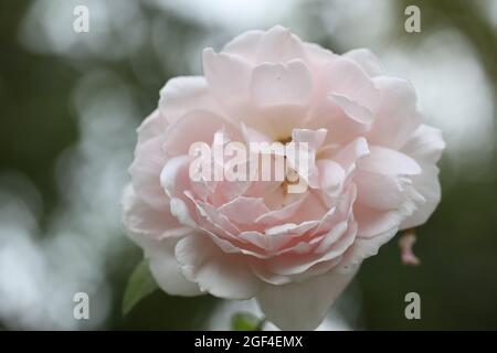 Duftende Rosa Kletterrose / Rosa Cecile Brunner auch bekannt als die Herzherzige Rose , Maltesische Rose, Mignon Stockfoto