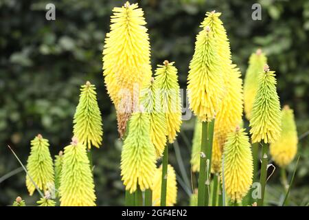 Lemony - Gelbe Spitzen der Red Hot Poker 'Bees Lemon' Sorte / Kniphofia Stockfoto