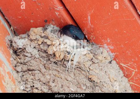 Gemeinsames Haus martin Nest - Delichon urbicum. Stockfoto