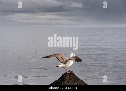 Möwe steht auf der Spitze der Klippe mit Blick auf das Meer im Hintergrund. Schöne dunkle und stimmungsvolle Naturkulisse für Ihr Design in grauen Farben. Wildlife-Konzept. Speicherplatz kopieren. Stockfoto