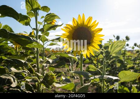 Sonnenblumen zeigen ihre lebendigen Farben und erscheinen an einem schönen Sommertag fröhlich. Stockfoto