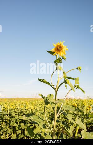 Sonnenblumen zeigen ihre lebendigen Farben und erscheinen an einem schönen Sommertag fröhlich. Stockfoto