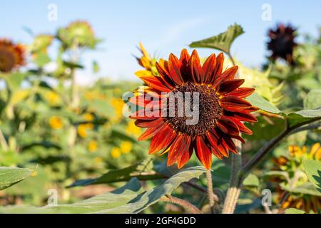 Sonnenblumen zeigen ihre lebendigen Farben und erscheinen an einem schönen Sommertag fröhlich. Stockfoto