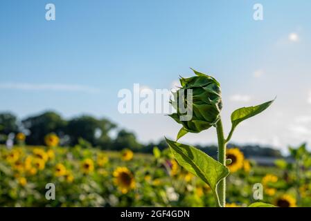 Sonnenblumen zeigen ihre lebendigen Farben und erscheinen an einem schönen Sommertag fröhlich. Stockfoto