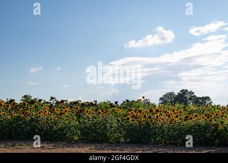 Das jährliche Sunflower Festival in Anderson, South Carolina, ist ein wunderbarer Sommerausflug für Einheimische und Touristen gleichermaßen. Stockfoto