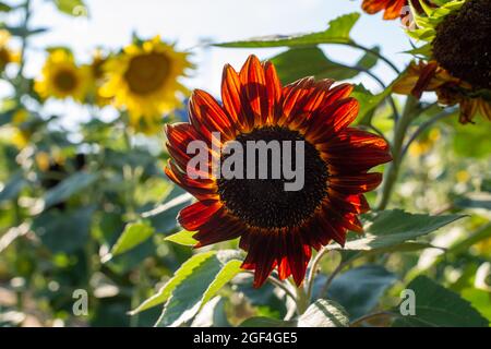 Sonnenblumen zeigen ihre lebendigen Farben und erscheinen an einem schönen Sommertag fröhlich. Stockfoto