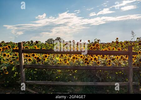 Das jährliche Sunflower Festival in Anderson, South Carolina, ist ein wunderbarer Sommerausflug für Einheimische und Touristen gleichermaßen. Stockfoto