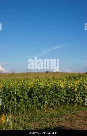 Das jährliche Sunflower Festival in Anderson, South Carolina, ist ein wunderbarer Sommerausflug für Einheimische und Touristen gleichermaßen. Stockfoto