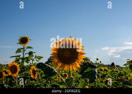 Sonnenblumen zeigen ihre lebendigen Farben und erscheinen an einem schönen Sommertag fröhlich. Stockfoto