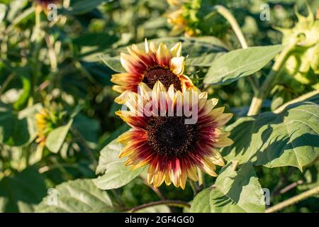 Sonnenblumen zeigen ihre lebendigen Farben und erscheinen an einem schönen Sommertag fröhlich. Stockfoto