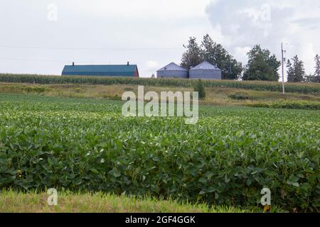 Stall und Silos auf einem Feld Stockfoto