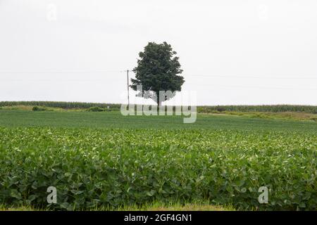 Großer Baum in der Mitte eines Feldes Stockfoto