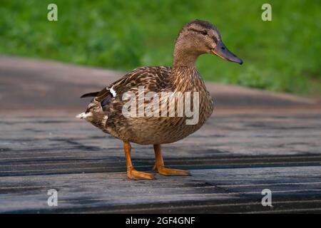 Stockente, grüner Körper, bräunlicher Körper, Wildente, glänzend grüner Kopf, Graue Flügel und Bauch, geeignete Feuchtgebiete, flache Heiligtümer, gelb. Stockfoto