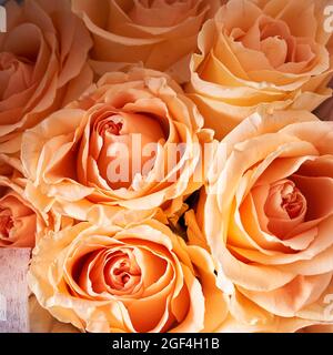 Nahaufnahme eines Straußes von schönen Blumen aus orangen Rosen. Das Konzept des Urlaubs. Hochwertige Fotos Stockfoto