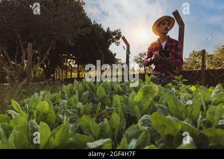 Bauer mit Tablette vor einem Salatfeld. Digitale Unterstützung auf der Farm bei Sonnenuntergang. Stockfoto