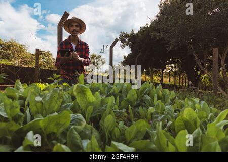 Bauer mit Tablette vor einem Salatfeld. Digitale Unterstützung auf der Farm bei Sonnenuntergang. Stockfoto