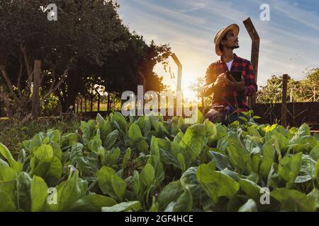 Bauer mit Tablette vor einem Salatfeld. Digitale Unterstützung auf der Farm bei Sonnenuntergang. Stockfoto