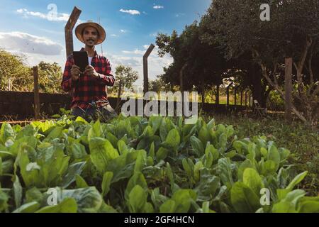 Bauer mit Tablette vor einem Salatfeld. Digitale Unterstützung auf der Farm bei Sonnenuntergang. Stockfoto