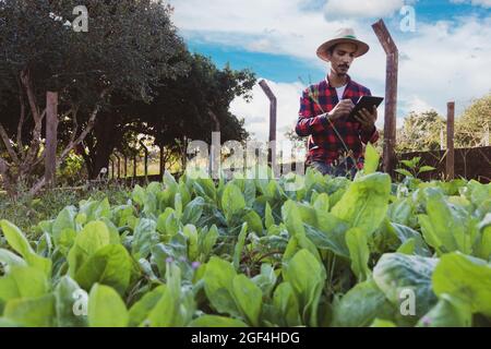 Bauer mit Tablette vor einem Salatfeld. Digitale Unterstützung auf der Farm bei Sonnenuntergang. Stockfoto