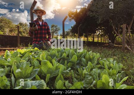 Bauer mit Tablette vor einem Salatfeld. Digitale Unterstützung auf der Farm bei Sonnenuntergang. Stockfoto