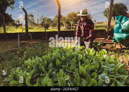 Bauer mit Tablette vor einem Salatfeld. Digitale Unterstützung auf der Farm bei Sonnenuntergang. Stockfoto