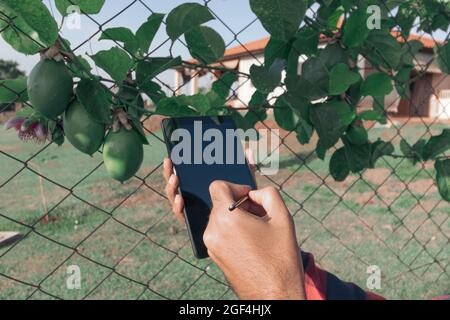 Halten Sie eine Tablette auf dem Bauernhof, Passionsfrucht-Pflanze im Hintergrund. Stockfoto