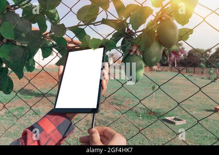 Halten Sie eine Tablette auf dem Bauernhof, Passionsfrucht-Pflanze im Hintergrund. Stockfoto