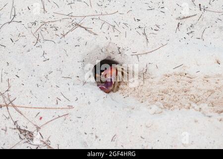 Eine Gecarcinuskrabbe, die sich in einem Loch an einem weißen Sandstrand in der Karibik versteckt. Stockfoto