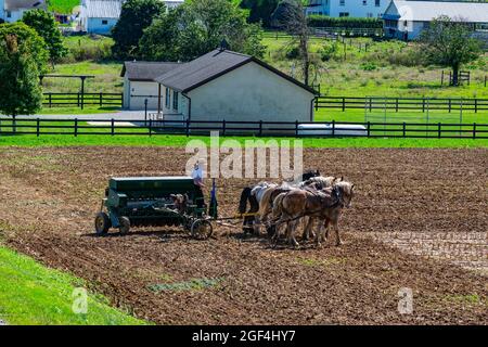 Amish Farmer Pflügefeld nach der Maisernte mit 6 Pferden, die an einem sonnigen Tag Landmaschinen mit Gasmotor auf die Ausrüstung ziehen Stockfoto