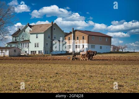 Amish man Pflügefeld mit 4 Pferden mit Farm und Homestead im Hintergrund auf einem wolkenlosen blauen Himmel Stockfoto