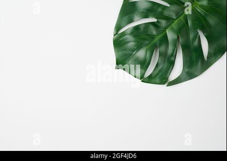 Tropisches Blatt der Monstera-Pflanze vor weißem Hintergrund Stockfoto
