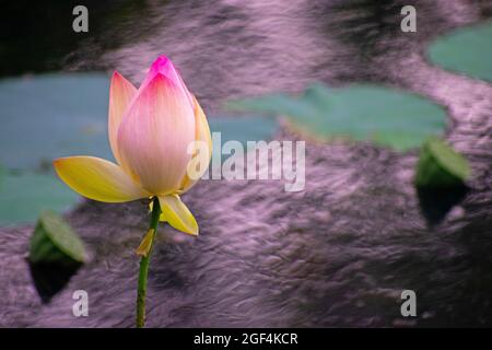 Die hellrosa Lotusblume schwimmt in einem See mit einem verschwommenen Hintergrund aus Lotusblättern und Stielen, auch bekannt als Nelumbo nucifera und Indian Lotus Stockfoto