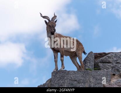 Schöne Bergziege mit Stirnrad-, langen Hörner auf dem Hintergrund der Felsen. Stockfoto