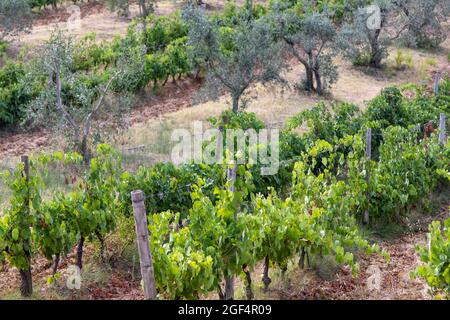 Weinberge und Olivenbäume in der Nähe der Abtei San Antimo toskana italien Stockfoto