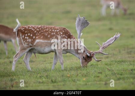 Bradgage Park, Leicestershire, Großbritannien. Hirsche sind in ihrem natürlichen Lebensraum abgebildet. Stockfoto