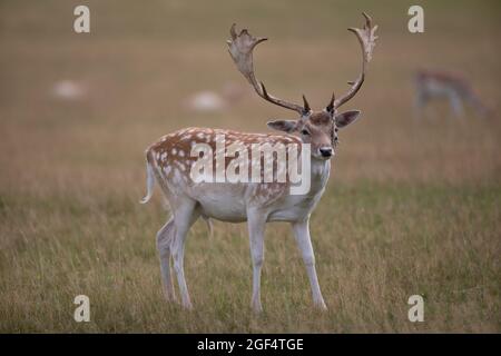 Bradgage Park, Leicestershire, Großbritannien. Hirsche sind in ihrem natürlichen Lebensraum abgebildet. Stockfoto