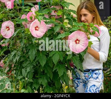 Glückliche attraktive Frau in den späten 40er Jahren, die ihren schönen Blumengarten genießt und zufrieden ihre blühenden Hortensien- und Hibiskusblüten in sich sieht Stockfoto