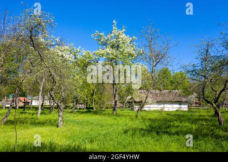 Antikes Haus mit Strohdach im wunderschönen Green Spring Garden Aerial View Stockfoto