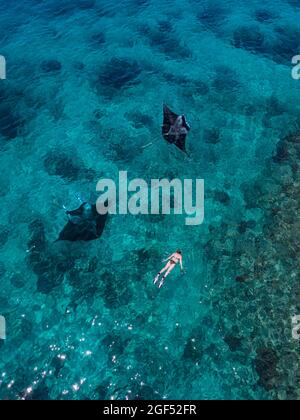 Luftaufnahme einer Frau, die in der Nähe von zwei Mantarochen im türkisfarbenen Wasser des Pazifischen Ozeans schwimmt Stockfoto